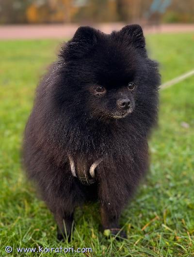 myydään pomeranian www.koiratori.com-ilmoitus Pomeranian tyttö etsii uutta kotia.3,5-vuotias pomeranian-tyttö etsii uutta, rakastavaa kotia ajanpuutteen vuoksi.toiveena olisi aikuinen perhe, jossa ei ole pieniä lapsia ja jossa koiralle on riittävästi aikaa ja huomiota.Koira on kiltti, hyväluonteinen ja tottelevainen.Osaa matkustaa autossa.Kävelee hihnassa.Syö monipuolisesti ja on terve.Sirutettu ja rokotukset ovat ajan tasalla.Etsimme hänelle ennen kaikkea hyvää kotia, jossa hänestä pidetään huolta ja jossa hän saa olla rakastettu perheenjäsen. 