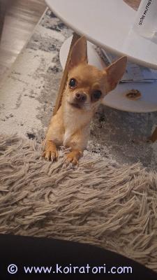 myydään chihuahua www.koiratori.com-ilmoitus Uutta pysyvää kotia etsii marraskuussa 6v täyttävä lyhytkarvainen pienikokoinen chihu narttu. Elänyt toisen narttu chihun ja lasten kanssa, mutta etsii uutta kotia ainoana koirana lapsettomasta kodista. Ei myöskään kerrostaloon.tiettävästi terve, hammaskiven poisto on kyllä ajankohtainen.soittamalla lisätietoja 