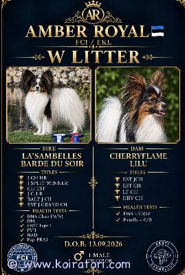 MYYDääN papillon www.koiratori.com-ilmoitus Amber royal-kennel tarjoaa kolmivärisen uros-papillonpennun, joka on syntynyt 13. Syyskuuta 2026. Pennulla on täydelliset, fci/ekl tunnustamat sukutauluasiakirjat. Molemmat vanhemmat on terveystarkastettu. Kuljetus on saatavilla lisämaksusta.