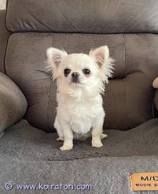 MYYDääN chihuahua www.koiratori.com-ilmoitus Kennel myy pitkäkarvaista uros chihuahuaa fci-l?f-papereilla. Pennulla on eurooppalainen eläinlääkärinpassi, kaikki tarvittavat rokotukset ja se on madotettu. Pentu on iloinen ja terve, ja molemmille vanhemmille on tarkastettu polvilumpio, silmät ja sydän. Pentu sijaitsee latviassa ja se voidaan tuoda tallinnaan.