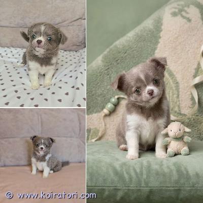 MYYDääN chihuahua www.koiratori.com-ilmoitus Pitkäkarvainen chihuahuan tyttöpentu etsii rakastavaa kotia. 2 kk. todella sosiaalinen, reipas ja ihmisrakas pikkuinen. On tottunut lapsiin ja sopisi hyvin rakastavaan kotiin lemmikiksi, kaveriksi ja kotikoiraksi. Molemmat vanhemmat ovat sosiaalisia, terveitä ja hyväluonteisia kotikoiria. Pentu luovutetaan asianmukaisesti rokotettuna, madotettuna ja sirutettuna. Mukaan tulee pentupaketti, ohjeita pennun hoidosta, rokotusohjeita ja sopimus pennun kaupasta. lisätietoja voi saada sähköpostitse /puhelimitse. 