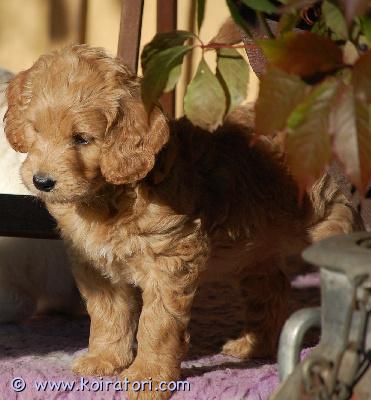 myydään goldendoodle www.koiratori.com-ilmoitus Joko tunnet golden doodlen - kultaisennoutajan ja villakoirandesignristeytyksen?Heillä on parhaassa tapauksessa kultaisennoutajan lempeä luonne javillakoiran irtoamaton kihara turkki. Mutta aina he ovat kultaisia,oppivaisia ja omistajaansa kiintyviä nallekarhuja. Nyt tulossa luovutusikään 31.10.2026 sekä narttu- että urospentuja.Pentujen vanhemmat ovat laajasti pevisa tutkittuja monien erisairauksien osalta ja pennuillakin on jo dna-tutkimus valmiina.Uuteen kotiin muuttaessaan pennuilla on madotukset 2, 4, 6 ja 8viikon iässä, sirutus, rokotus, eläinlääkärin todistus,kattava pentupaketti ohjeineen lisäksi saa apua pennun kasvatuksessa ja koulutuksessa.Pentuihin tutustuminen ennen ostopäätöstä on edellytysonnistuneelle omistajanvaihdokselle. Pennut luovutetaan 8 viikon iän täytettyään.yhteyttä ottaessasi (omalla nimelläsi) kerro ensinkoirakokemuksestasi ja toiveistasi pennun suhteen, niin voi tietääsopiiko goldendoodle perheeseesi.tervetuloa tutustumaan!