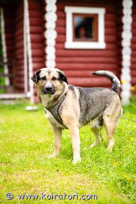 myydään sekarotuinen www.koiratori.com-ilmoitus Myydään 5 vuotias suomen ajokoira/norjanharmaa mix. Roope on kiltti riistaviettinen koira, on haukkunut hirveä. Tykkää lapsista, kotona ollut myös toinen pienempi koira, jonka kans tullut hyvin toimeen. Viihtyy sekä ulkona häkissä että myös sisällä. Rokotettu ja madotettu säännöllisesti, ei sairauksia tiedossa.Joudutaan luopumaan omistajien terveydellisistä syistä.