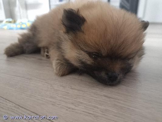 myydään pomeranian www.koiratori.com-ilmoitus - pennut ovat saaneet matolääkitykset.- rokotus, mikrosiru ja eläinlääkärin terveystarkastus sekä terveystodistus 4.11.- pennun äiti ja isä asuvat pennun kanssa, ja niihin voi tulla tutustumaan.- pennut ovat luovutusvalmiita 9.11. Alkaen. 