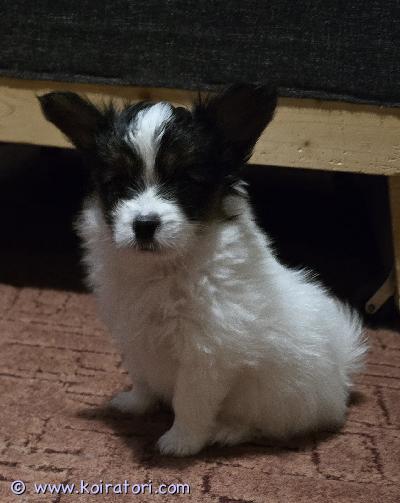 myydään papillon www.koiratori.com-ilmoitus Amber royal kennel tarjoaa papillon-pennun, joka on syntynyt 13. Syyskuuta 2026. Kyseessä on uros, väritykseltään kolmivärinen. Pennulla on mikrosiru ja eläinlääkärin passi, se on rokotettu ikänsä mukaisesti, ja sillä on fci/ekl-sukutaulu. Molemmat vanhemmat on terveystarkastettu. Kuljetus helsinkiin on järjestettävissä lisämaksusta.