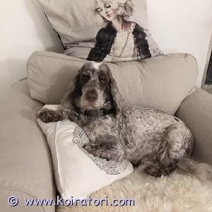 MYYDääN cockerspaniel www.koiratori.com-ilmoitus Koiramme etsii uutta loppuelämän kotia. Joudutaan luopumaan pitovaikeuksien vuoksi. 

koira on 11-vuotias, paperiton cockerspaniel uros. Täysin terve, mitään terveydellisiä vaivoja ei ole ollut. 

erittäin ihmisrakas otus, joka haluaa olla aina siellä missä omistajansakin. Pitää kovasti ulkoilusta ja jaksaa tehdä pitkiä lenkkejä. Ei rähinöi muille koirille. Tottunut lapsiin ja kissoihin. 

olisitko sinä valmis antamaan hänelle rakastavan kodin? 