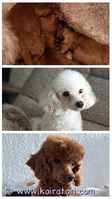 myydään kääpiövillakoira www.koiratori.com-ilmoitus Pienet kääpiö villakoira pennut etsivät sitä omaa rakastavaa kotia.
suomessa syntyneet ja kasvavat pennut.
eläinlääkäri tarkistaa ja siruttaa pennut ennen luovutusta.
kuulen mielelläni perheestä johon pentua ollaan hankkimassa.
myydään kääpiövillakoira www.koiratori.com-ilmoitus Pienet kääpiö villakoira pennut etsivät sitä omaa rakastavaa kotia.
suomessa syntyneet ja kasvavat pennut.
eläinlääkäri tarkistaa ja siruttaa pennut ennen luovutusta.
kuulen mielelläni perheestä johon pentua ollaan hankkimassa.