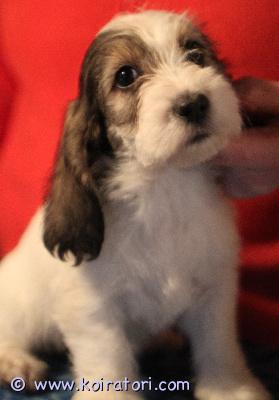 myydään petitbassetgriffonvendeen www.koiratori.com-ilmoitus Pentuja rakastavaan kotiin!
ihana elsa on saanut lupaavan pentueen 12.10.2025, isänä pennuilla on komea zlatan! pennut ovat luovutusikäisiä!
iloiset, kauniit uros-ja narttupentumme etsivät perhettä, perusterveistä, hyväluonteisista, karkeakarvaisista vanhemmista - taustalla maailmalla menestyneet kuuluisat suvut!
pennut ovat eläinlääkärin terveeksi tarkastamat ja ovat totutettuja kaikenlaiseen pennulle kuuluvaan käsittelyyn! poag testien mukaisesti pennut eivät tule sairastumaan silmänpainetautiin glaukoomaan! pennut sopivat kaikkiin harrastuksiin, ihanaksi perhekoiraksi ja lenkkikaveriksi sekä myös peuran ja jäniksen ajamiseen!!
mukaansa pennut saavat-hoito-ja ruokintaohjeet-kattavan pentupaketin-auttavan puhelimen koko loppuelämän ajaksi-rekisterikirjan sekä eläinlääkärin todistuksen
jos sinulla on tarjota rakastava ja aktiivinen koti, jossa koira saa olla osa perhettä ja elää täysillä, ota yhteyttä!
lisätietoja pennuista puh 0413104221 email sirkkasundstrom@gmail.comsirpa.koivulaakso@gmail.com
pentujen kuva-albumi https://nightdream.kuvat.fi/i/ysuhe6tpcxjd2c9mgx4zynb5pv3wuqmt myydään petitbassetgriffonvendeen www.koiratori.com-ilmoitus Pentuja rakastavaan kotiin!
ihana elsa on saanut lupaavan pentueen 12.10.2025, isänä pennuilla on komea zlatan! pennut ovat luovutusikäisiä!
iloiset, kauniit uros-ja narttupentumme etsivät perhettä, perusterveistä, hyväluonteisista, karkeakarvaisista vanhemmista - taustalla maailmalla menestyneet kuuluisat suvut!
pennut ovat eläinlääkärin terveeksi tarkastamat ja ovat totutettuja kaikenlaiseen pennulle kuuluvaan käsittelyyn! poag testien mukaisesti pennut eivät tule sairastumaan silmänpainetautiin glaukoomaan! pennut sopivat kaikkiin harrastuksiin, ihanaksi perhekoiraksi ja lenkkikaveriksi sekä myös peuran ja jäniksen ajamiseen!!
mukaansa pennut saavat-hoito-ja ruokintaohjeet-kattavan pentupaketin-auttavan puhelimen koko loppuelämän ajaksi-rekisterikirjan sekä eläinlääkärin todistuksen
jos sinulla on tarjota rakastava ja aktiivinen koti, jossa koira saa olla osa perhettä ja elää täysillä, ota yhteyttä!
lisätietoja pennuista puh 0413104221 email sirkkasundstrom@gmail.comsirpa.koivulaakso@gmail.com
pentujen kuva-albumi https://nightdream.kuvat.fi/i/ysuhe6tpcxjd2c9mgx4zynb5pv3wuqmt