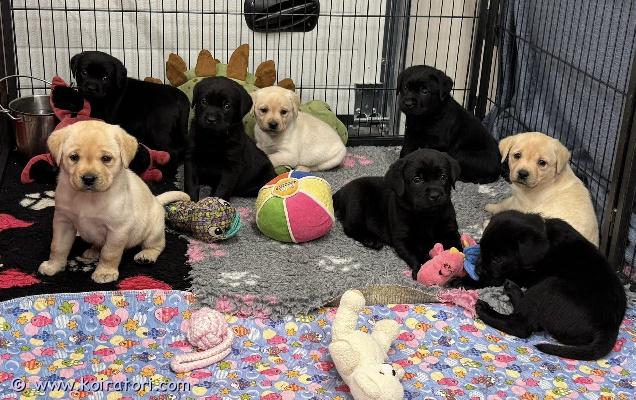 myydään labradorinnoutaja www.koiratori.com-ilmoitus Kennelissa perfect sweet dream on syntynyt 13.11 labradorinnoutajan pennut - vapaana 1 musta ja 2 keltaista urosta. Vanhemmat on terveystarkastettu ja hyväluonteiset näyttelykoirat, äitillä myös työtulokset. Isä: hit of hit sheriff, hd:a/a, ed: 0/0, silmät ok. äiti: fullcool unforgettable, hd: a/a, ed: 0/0, silmät ok. Pennut on monta kerta saanut matolääken, sirutettu, tehdy ensimmäinen penturokotus ja omavat eu passin ja ekl rekisteritodistuksen (export pedigree) kun valmis muutamaan uusin koteihin alkaen 8.1.2026. Mukana tulee myös pentupaketti, kirjalliset ohjeet ja sopimukset suomeksi. Pennut kasvaa eläinlääkärin huolen alla ja saa kaiken parhan että elämän alku vois olla erinomainen. Kasvatusta jo vuodesta 2010. Jos olet kiinnostunut pennusta, ole hyvä ja kirjoitta heti vähän myös itsesta - eli mikä olisit suunnitelmat pennun kanssa, minkälaiset on koirakokemukset jm - kiitos. Lisäkuvia ja videoita meidän facebookin kotisivulla. Hinta 1400. Jos kaikki sopii erinomaisesti, mahdollinnen haku Helsinkista.
myydään labradorinnoutaja www.koiratori.com-ilmoitus Kennelissa perfect sweet dream on syntynyt 13.11 labradorinnoutajan pennut - vapaana 1 musta ja 2 keltaista urosta. Vanhemmat on terveystarkastettu ja hyväluonteiset näyttelykoirat, äitillä myös työtulokset. Isä: hit of hit sheriff, hd:a/a, ed: 0/0, silmät ok. äiti: fullcool unforgettable, hd: a/a, ed: 0/0, silmät ok. Pennut on monta kerta saanut matolääken, sirutettu, tehdy ensimmäinen penturokotus ja omavat eu passin ja ekl rekisteritodistuksen (export pedigree) kun valmis muutamaan uusin koteihin alkaen 8.1.2026. Mukana tulee myös pentupaketti, kirjalliset ohjeet ja sopimukset suomeksi. Pennut kasvaa eläinlääkärin huolen alla ja saa kaiken parhan että elämän alku vois olla erinomainen. Kasvatusta jo vuodesta 2010. Jos olet kiinnostunut pennusta, ole hyvä ja kirjoitta heti vähän myös itsesta - eli mikä olisit suunnitelmat pennun kanssa, minkälaiset on koirakokemukset jm - kiitos. Lisäkuvia ja videoita meidän facebookin kotisivulla. Hinta 1400. Jos kaikki sopii erinomaisesti, mahdollinnen haku Helsinkista.