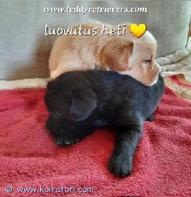myydään teddypentu www.koiratori.com-ilmoitus Vielä 1 urospentu etsii hyvää kotia. Ihana pirteä vaalea noutajasekoitus. pentu on suomalainen ja valmis muuttamaan rakastavaan kotiin. Katso lisätietoa teddyjen kotisivuilta www.teddyretrievers.com myydään teddypentu www.koiratori.com-ilmoitus Vielä 1 urospentu etsii hyvää kotia. Ihana pirteä vaalea noutajasekoitus. pentu on suomalainen ja valmis muuttamaan rakastavaan kotiin. Katso lisätietoa teddyjen kotisivuilta www.teddyretrievers.com