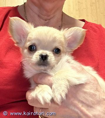 myydään chihuahua www.koiratori.com-ilmoitus Hyvin hoidettu ja sosiaalistettu, hyväluonteinen chihuahuan pentu, syntynyt 21.11.2025, valmis täysivaltaiseksi perheenjäseneksi.
Pennulla on uuteen kotiin mennessään kaikki tarvittavat asiakirjat:
— Mikrosiru
— Ikäisekseen sopivat rokotukset
— Eurooppapassi
— Sukutaulu
Jos sinulla on tarjota rauhallinen ja ystävällinen koti, ota meihin yhteyttä sähköpostitse.
Myös nuori pitkäkarvainen naaras odottaa uutta kotia. myydään chihuahua www.koiratori.com-ilmoitus Hyvin hoidettu ja sosiaalistettu, hyväluonteinen chihuahuan pentu, syntynyt 21.11.2025, valmis täysivaltaiseksi perheenjäseneksi.
Pennulla on uuteen kotiin mennessään kaikki tarvittavat asiakirjat:
— Mikrosiru
— Ikäisekseen sopivat rokotukset
— Eurooppapassi
— Sukutaulu
Jos sinulla on tarjota rauhallinen ja ystävällinen koti, ota meihin yhteyttä sähköpostitse.
Myös nuori pitkäkarvainen naaras odottaa uutta kotia.