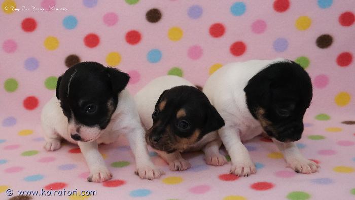 myydään amerikankääpiöterrieri www.koiratori.com-ilmoitus Ensiemo, reipas ja kaunis Lucy-neitimme on synnyttänyt hienon pentueen 3.2.2026. Pentueeseen syntyi yksi urospentu ja kaksi narttupentua.
Urospentu on varattu. Toinen narttupentu on varattu.
Yksi narttupentu on vapaana ja varattavissa.
Pentujen ensimmäinen mahdollinen luovutuspäivä on lauantaina 28.4.2026. Pennut luovutetaan rekisteröityinä, eläinlääkärin terveystarkastamina, varhaisrokotettuina, tunnistusmerkittyinä mikrosirulla, useaan otteeseen loishäädettyinä ja tarkan kirjallisen ohjeistuksen kera. Mukaan uuteen kotiin tulee tuhti pentupaketti.
Jos olet kiinnostunut kuulemaan lisää, ota yhteyttä. Kysy lisää. myydään amerikankääpiöterrieri www.koiratori.com-ilmoitus Ensiemo, reipas ja kaunis Lucy-neitimme on synnyttänyt hienon pentueen 3.2.2026. Pentueeseen syntyi yksi urospentu ja kaksi narttupentua.
Urospentu on varattu. Toinen narttupentu on varattu.
Yksi narttupentu on vapaana ja varattavissa.
Pentujen ensimmäinen mahdollinen luovutuspäivä on lauantaina 28.4.2026. Pennut luovutetaan rekisteröityinä, eläinlääkärin terveystarkastamina, varhaisrokotettuina, tunnistusmerkittyinä mikrosirulla, useaan otteeseen loishäädettyinä ja tarkan kirjallisen ohjeistuksen kera. Mukaan uuteen kotiin tulee tuhti pentupaketti.
Jos olet kiinnostunut kuulemaan lisää, ota yhteyttä. Kysy lisää.