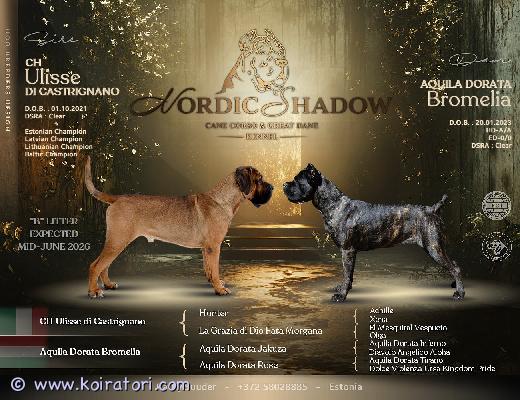 myydään canecorso www.koiratori.com-ilmoitus Cane corso italiano -pentuja
Taianomaisena päivämääränä 16.6.2026 syntyi 9 upeaa pentua – 5 urosta ja 4 narttua.
Kennel nordicshadowssa kasvaa cane corso italiano -pentue, joka on saanut alkunsa huolella valituista vanhemmista. Pennut kasvavat perheen keskellä ja tottuvat varhain kodin ääniin, ihmisiin sekä päivittäiseen käsittelyyn. Tavoitteemme on kasvattaa terveitä, tasapainoisia ja hyväluonteisia koiria niin perhe- kuin harrastuskoiriksi.
Vanhemmat
• isä: Ulisse Castrignano est-01027/25
• emä: Aquila Dorata Bromelia est-01028/25
pennut ovat luovutusikäisiä aikaisintaan 12.8.2026, jolloin ne täyttävät 8 viikkoa. Pennut luovutetaan ainoastaan vastuuntuntoisiin, rakastaviin ja pysyviin koteihin.
Ennen luovutusta pennut:
• eläinlääkäri tarkastaa pennut ja mukaan annetaan kirjallinen terveystodistus
• madotetaan useaan kertaan eläinlääkärin ohjeiden mukaisesti
• tunnistusmerkitään mikrosirulla
• saavat eu-lemmikkieläinpassin
• rekisteröidään fci/ekl:n hyväksymään rekisteriin
• luovutetaan virallisen sukutaulun kanssa
Pentupakettiin kuuluu:
• laadukasta penturuokaa ensimmäisille päiville
• lelu
• oma peitto tai makuualusta tutulla tuoksulla
• pennun hoito- ja kasvatusohjeet
• kasvattajan elinikäinen neuvonta ja tuki
Jos harkitset pennun hankintaa vakavasti ja olet valmis tarjoamaan sille turvallisen, rakastavan ja vastuullisen kodin, ota rohkeasti yhteyttä. Kerromme mielellämme lisää pentueesta, vanhemmista ja rodusta sekä autamme arvioimaan, sopiiko cane corso juuri sinun perheeseesi.
Vakavasti kiinnostuneet ovat tervetulleita tutustumaan pentuihin ja niiden vanhempiin kennelille sopimuksen mukaan.
Osamaksu ei ole mahdollinen.
Palvelemme suomeksi, viroksi ja englanniksi.
Yhteystiedot
Käthy Suuder
Nordicshadow kennel
gathy66@hotmail.com
vain vakavat yhteydenotot, kiitos. myydään canecorso www.koiratori.com-ilmoitus Cane corso italiano -pentuja
Taianomaisena päivämääränä 16.6.2026 syntyi 9 upeaa pentua – 5 urosta ja 4 narttua.
Kennel nordicshadowssa kasvaa cane corso italiano -pentue, joka on saanut alkunsa huolella valituista vanhemmista. Pennut kasvavat perheen keskellä ja tottuvat varhain kodin ääniin, ihmisiin sekä päivittäiseen käsittelyyn. Tavoitteemme on kasvattaa terveitä, tasapainoisia ja hyväluonteisia koiria niin perhe- kuin harrastuskoiriksi.
Vanhemmat
• isä: Ulisse Castrignano est-01027/25
• emä: Aquila Dorata Bromelia est-01028/25
pennut ovat luovutusikäisiä aikaisintaan 12.8.2026, jolloin ne täyttävät 8 viikkoa. Pennut luovutetaan ainoastaan vastuuntuntoisiin, rakastaviin ja pysyviin koteihin.
Ennen luovutusta pennut:
• eläinlääkäri tarkastaa pennut ja mukaan annetaan kirjallinen terveystodistus
• madotetaan useaan kertaan eläinlääkärin ohjeiden mukaisesti
• tunnistusmerkitään mikrosirulla
• saavat eu-lemmikkieläinpassin
• rekisteröidään fci/ekl:n hyväksymään rekisteriin
• luovutetaan virallisen sukutaulun kanssa
Pentupakettiin kuuluu:
• laadukasta penturuokaa ensimmäisille päiville
• lelu
• oma peitto tai makuualusta tutulla tuoksulla
• pennun hoito- ja kasvatusohjeet
• kasvattajan elinikäinen neuvonta ja tuki
Jos harkitset pennun hankintaa vakavasti ja olet valmis tarjoamaan sille turvallisen, rakastavan ja vastuullisen kodin, ota rohkeasti yhteyttä. Kerromme mielellämme lisää pentueesta, vanhemmista ja rodusta sekä autamme arvioimaan, sopiiko cane corso juuri sinun perheeseesi.
Vakavasti kiinnostuneet ovat tervetulleita tutustumaan pentuihin ja niiden vanhempiin kennelille sopimuksen mukaan.
Osamaksu ei ole mahdollinen.
Palvelemme suomeksi, viroksi ja englanniksi.
Yhteystiedot
Käthy Suuder
Nordicshadow kennel
gathy66@hotmail.com
vain vakavat yhteydenotot, kiitos.