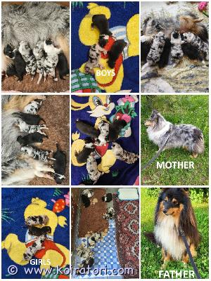 MYYDääN sheltie www.koiratori.com-ilmoitus Kennel varaa shetlanninlammaskoiran pentuja, jotka ovat syntyneet 18.06.2026. Varattavissa on kaksi narttua (tricolor ja blue merle) ja kaksi urosta tricolor.
kaikilla pennuilla on cea+/- vanhemmat.
kaikki ovat terveitä, kirkkaita ja kauniita, ja paino nousee hyvin.
ne ovat valmiita muuttamaan uusiin koteihinsa elokuun puolivälissä.
jokaisella pennulla on ekl/fci-sukupuu, eurooppalainen passi, mikrosiru, ikätasoiset rokotukset ja kauppakirja.
vanhemmat ovat näyttelykoiria ja heille on tehty terveystarkastuksia.
minulla on whatsapp ja viber.
the kennel is reserving shetland sheepdog puppies born on 18.06.2026. Two females (tricolor and blue merle) and two male tricolors are available for reservation.
all puppies have cea+/- parents.
all are healthy, bright, and beautiful, and are gaining weight well.
they will be ready to go to their new families in mid-august.
each puppy will have an ekl/fci pedigree, a european passport, a microchip, age-appropriate vaccinations, and a sales contract.
the parents are show dogs and have been health tested.
i have whatsapp and viber. MYYDääN sheltie www.koiratori.com-ilmoitus Kennel varaa shetlanninlammaskoiran pentuja, jotka ovat syntyneet 18.06.2026. Varattavissa on kaksi narttua (tricolor ja blue merle) ja kaksi urosta tricolor.
kaikilla pennuilla on cea+/- vanhemmat.
kaikki ovat terveitä, kirkkaita ja kauniita, ja paino nousee hyvin.
ne ovat valmiita muuttamaan uusiin koteihinsa elokuun puolivälissä.
jokaisella pennulla on ekl/fci-sukupuu, eurooppalainen passi, mikrosiru, ikätasoiset rokotukset ja kauppakirja.
vanhemmat ovat näyttelykoiria ja heille on tehty terveystarkastuksia.
minulla on whatsapp ja viber.
the kennel is reserving shetland sheepdog puppies born on 18.06.2026. Two females (tricolor and blue merle) and two male tricolors are available for reservation.
all puppies have cea+/- parents.
all are healthy, bright, and beautiful, and are gaining weight well.
they will be ready to go to their new families in mid-august.
each puppy will have an ekl/fci pedigree, a european passport, a microchip, age-appropriate vaccinations, and a sales contract.
the parents are show dogs and have been health tested.
i have whatsapp and viber.