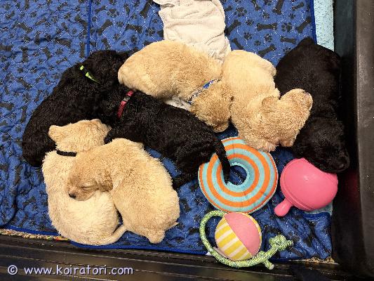 myydään labragotto www.koiratori.com-ilmoitus Meille syntyi 11.6 labbiksen ja lagotto romagnolon risteytyspennut.
vapaana vielä narttupentuja.
tavoitteena tässä yhdistelmässä allergiaystävällisempi ja vähemmän karvaa irroittava, mutta toki risteyksessä ulkonäkö ja turkki voivat vaihdella yksilöittäin.
odotettavissa on oppivaisia ja ihmisrakkaita perhekoiria.
emä on musta labradorinnoutaja, joka on iloinen ja kiltti luonteeltaan. Kyynärät 0/0 ja lonkat a/a, silmät terveet
isä on vaalea lagottopoika avoin ja ennakkoluuloton luonteeltaan. Lonkat a/a, silmät terveet
ennen luovutusta pennut madotetaan useasti, tarkistetaan ja sirutetaan eläinlääkärissä.
pennut kasvavat lapsiperheessä ja tutustuvat myös perheemme kissaan.
pennuille etsitään vastuullisia koteja. Kerrothan viestissäsi millainen koti tarjolla.
varausmaksu 300e pennut luovutetaan 30.7 alkaen.
myydään labragotto www.koiratori.com-ilmoitus Meille syntyi 11.6 labbiksen ja lagotto romagnolon risteytyspennut.
vapaana vielä narttupentuja.
tavoitteena tässä yhdistelmässä allergiaystävällisempi ja vähemmän karvaa irroittava, mutta toki risteyksessä ulkonäkö ja turkki voivat vaihdella yksilöittäin.
odotettavissa on oppivaisia ja ihmisrakkaita perhekoiria.
emä on musta labradorinnoutaja, joka on iloinen ja kiltti luonteeltaan. Kyynärät 0/0 ja lonkat a/a, silmät terveet
isä on vaalea lagottopoika avoin ja ennakkoluuloton luonteeltaan. Lonkat a/a, silmät terveet
ennen luovutusta pennut madotetaan useasti, tarkistetaan ja sirutetaan eläinlääkärissä.
pennut kasvavat lapsiperheessä ja tutustuvat myös perheemme kissaan.
pennuille etsitään vastuullisia koteja. Kerrothan viestissäsi millainen koti tarjolla.
varausmaksu 300e pennut luovutetaan 30.7 alkaen.