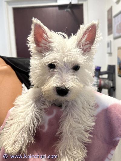 myydään westie www.koiratori.com-ilmoitus Westie- valkoinen länsiylämaanterrieri pentu. Syntynyt 9.5.26. Terve, reipas ja iloinen tyttö. Terveystarkastettu, sirutettu ja madotettu. On luovutusikäinen ja valmis muuttamaan omaan kotiin. Tule kotiini katsomaan ja tutustumaan sekä pentuun että sen emoon. Voin myös keskustella osamaksusta. myydään westie www.koiratori.com-ilmoitus Westie- valkoinen länsiylämaanterrieri pentu. Syntynyt 9.5.26. Terve, reipas ja iloinen tyttö. Terveystarkastettu, sirutettu ja madotettu. On luovutusikäinen ja valmis muuttamaan omaan kotiin. Tule kotiini katsomaan ja tutustumaan sekä pentuun että sen emoon. Voin myös keskustella osamaksusta.