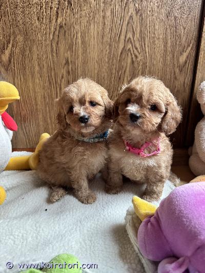 myydään cavapoo www.koiratori.com-ilmoitus Pennut ovat iloisia, uteliaita ja ihmisrakkaita. Ne nauttivat ihmisten seurasta ja läheisyydestä.
pennut ovat käyneet eläinlääkärin terveystarkastuksessa, ja niillä on mikrosirut sekä kansainväliset eu-lemmikkieläinpassit. Rokotukset ja madotukset on hoidettu.
pennut ovat kasvaneet kotiympäristössä ja tottuneet tavalliseen perhe-elämään.
Hintaan sisältyy kuljetus Suomeen.
whatsappi +37254664888 myydään cavapoo www.koiratori.com-ilmoitus Pennut ovat iloisia, uteliaita ja ihmisrakkaita. Ne nauttivat ihmisten seurasta ja läheisyydestä.
pennut ovat käyneet eläinlääkärin terveystarkastuksessa, ja niillä on mikrosirut sekä kansainväliset eu-lemmikkieläinpassit. Rokotukset ja madotukset on hoidettu.
pennut ovat kasvaneet kotiympäristössä ja tottuneet tavalliseen perhe-elämään.
Hintaan sisältyy kuljetus Suomeen.
whatsappi +37254664888